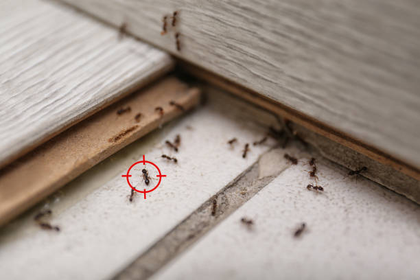 Best Termite Control Services  in Villanova, PA